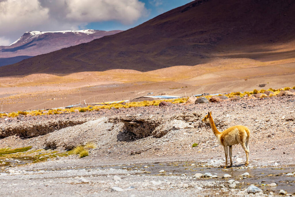 LLamas vicuna in Bolivia altiplano near Chilean atacama border, South America - Photo, Image