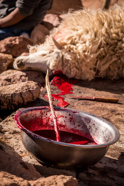 Sheep that has just been traditionally slaughtered in Bolivia - Photo, Image