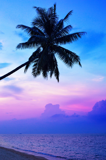 Palmbomen silhouetten - Foto, afbeelding