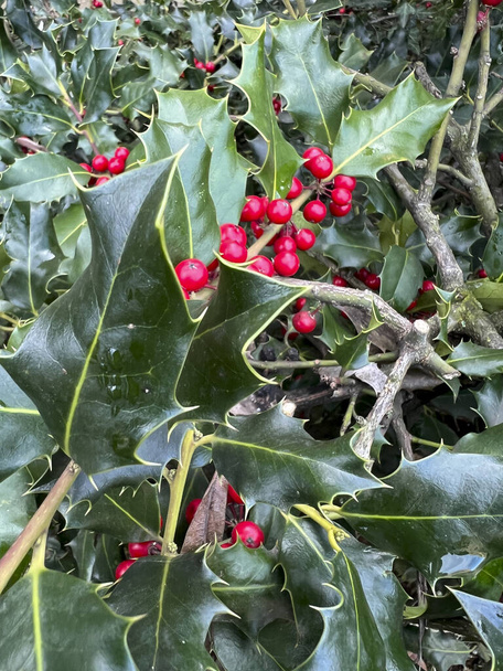 Ardisia berries bright red in hedgerow at christmas. High quality photo - Foto, Imagen