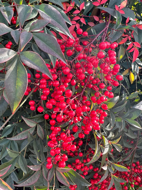 Ardisia berries bright red in hedgerow at christmas. High quality photo - Foto, Bild