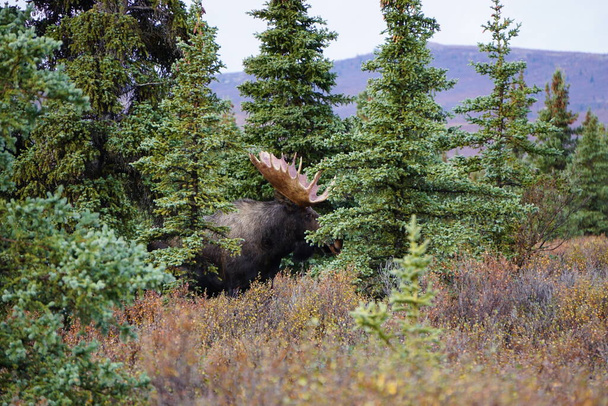 Bull Moose in beautiful landscape in national park Denali in Alaska - Foto, Imagen