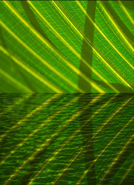 feuilles de palmier tropicales - Photo, image