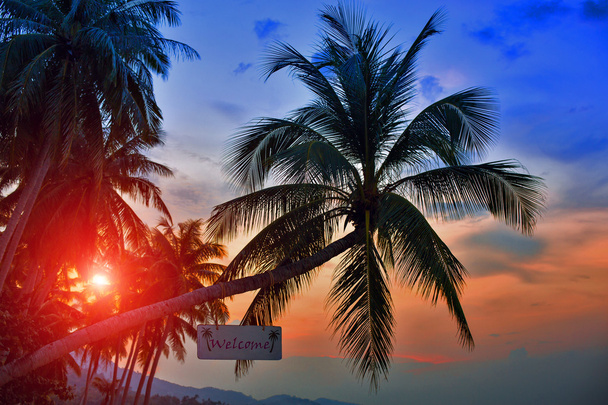 Palmbomen silhouetten - Foto, afbeelding