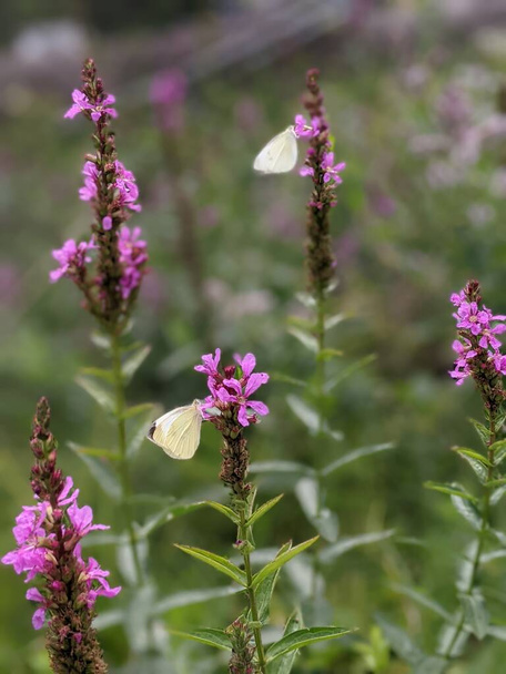 Pieris Rapae, butterfly normally called Small cabbage white on flower - Foto, afbeelding