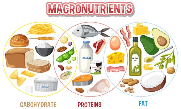 Principales grupos alimentarios macronutrientes vector ilustración - Vector, Imagen