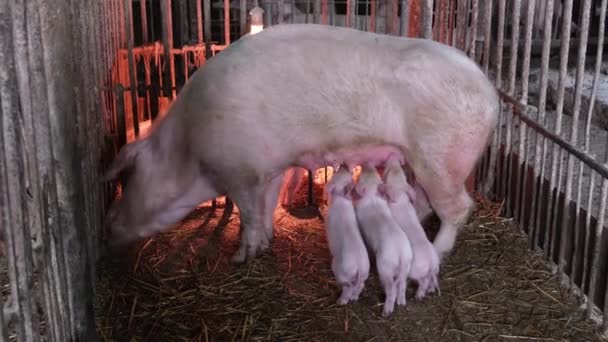 Swine farming - parent swine farm. Many young pigs eat pork breast milk. - Imágenes, Vídeo