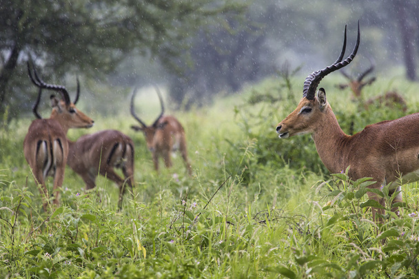 Ένα πορτρέτο του ένα όμορφο αρσενικό impala ram. Εθνικό Tarangire Par - Φωτογραφία, εικόνα
