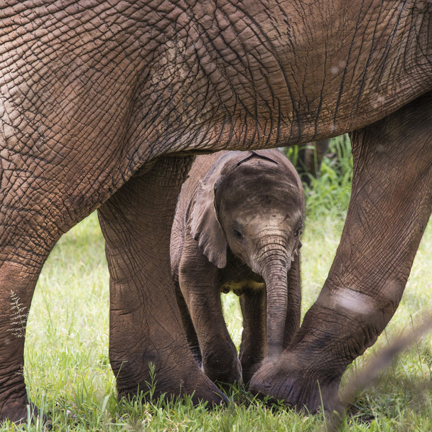 Afrikanisches Elefantenbaby zwischen den Beinen seiner Mutter und m - Foto, Bild