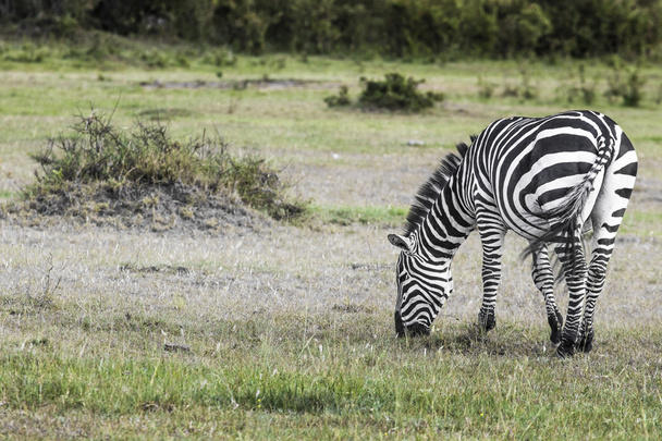 Zebra nel Parco Nazionale. Africa, Kenya - Foto, immagini