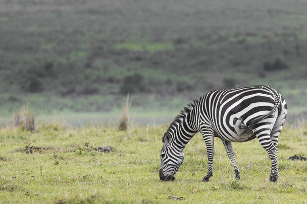 Zèbre dans le parc national. Afrique, Kenya - Photo, image