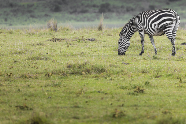Zèbre dans le parc national. Afrique, Kenya - Photo, image