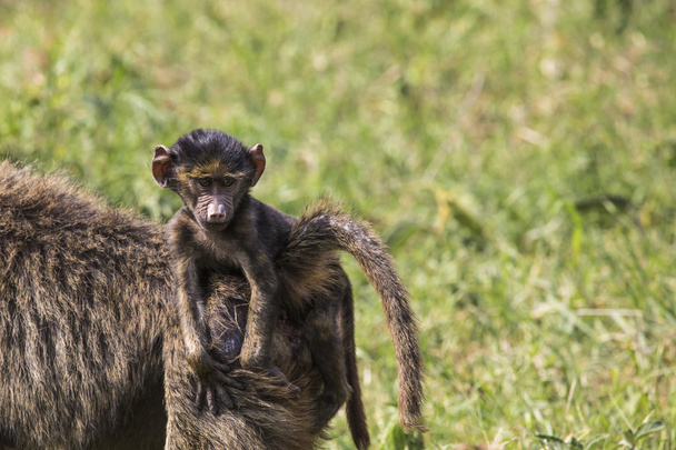 Baboon mother walking through the savannah with its baby on the  - Photo, Image