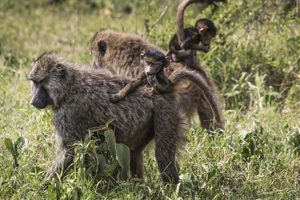 Baviaan moeder lopen via de savanne met haar baby op de  - Foto, afbeelding