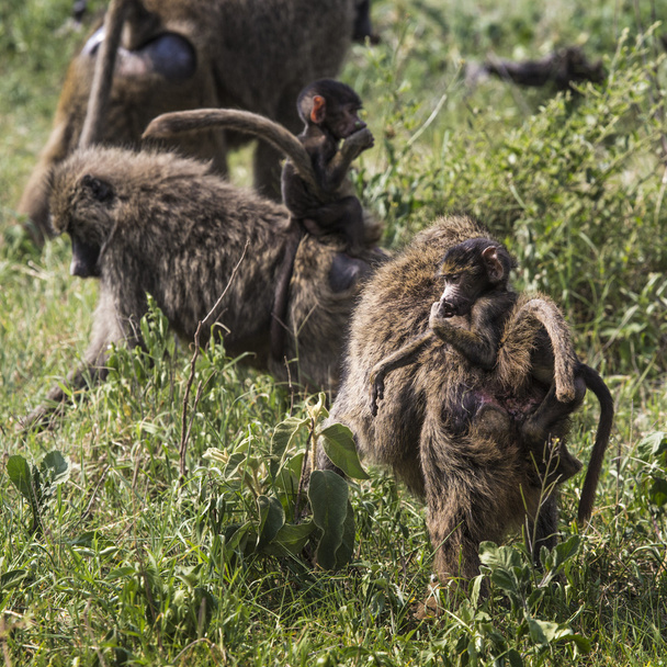 Baviaan moeder lopen via de savanne met haar baby op de  - Foto, afbeelding