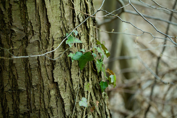 Green ivy larre on tree at spring time - Foto, immagini