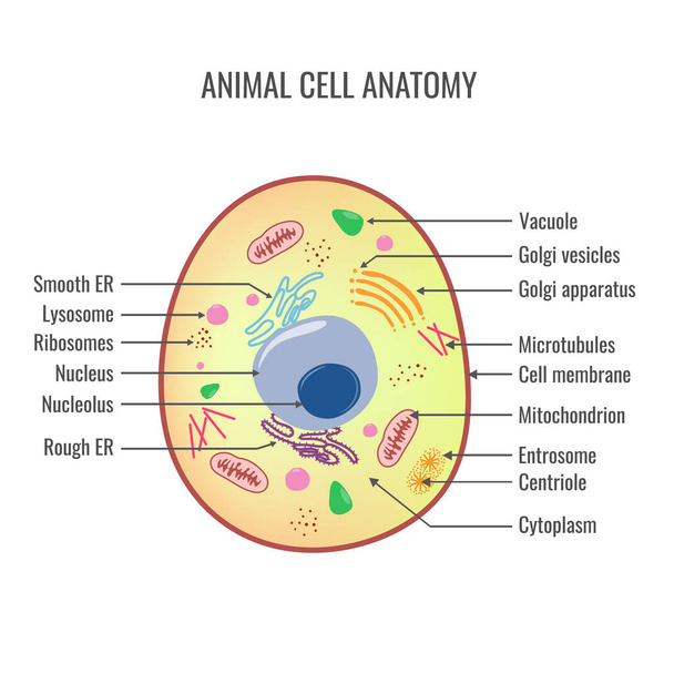 Animal cell anatomy vector illustration - Vektori, kuva