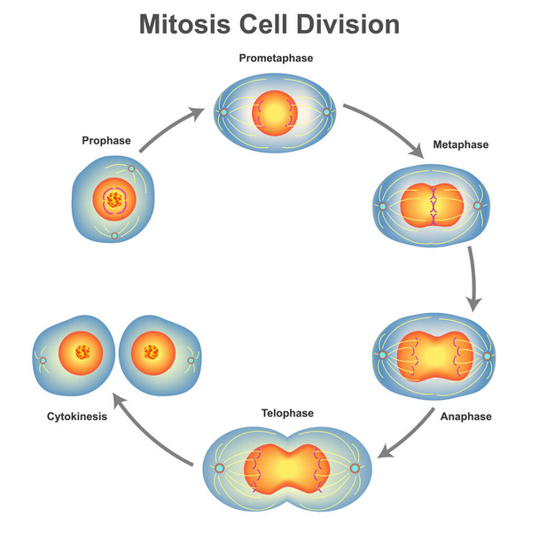 Mitosis cell division in biology vector illustration - Wektor, obraz