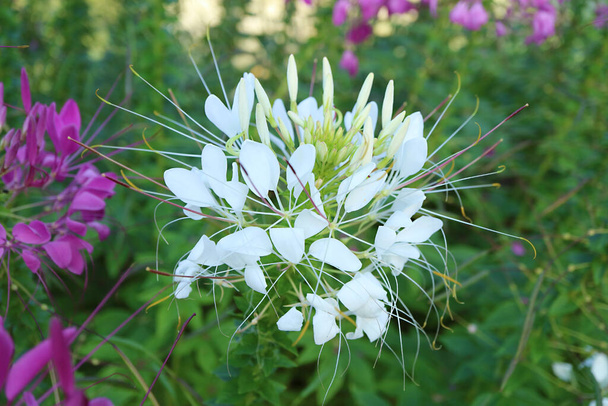 Closeup of a Beautiful Pure White Spiny Spider Flower or Cleome Spinosa - Фото, изображение