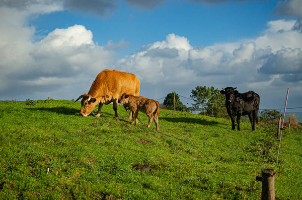 Cow family with calf in a green meadow of Galicia, on the coast of the Atlantic Ocean, Spain - Fotó, kép