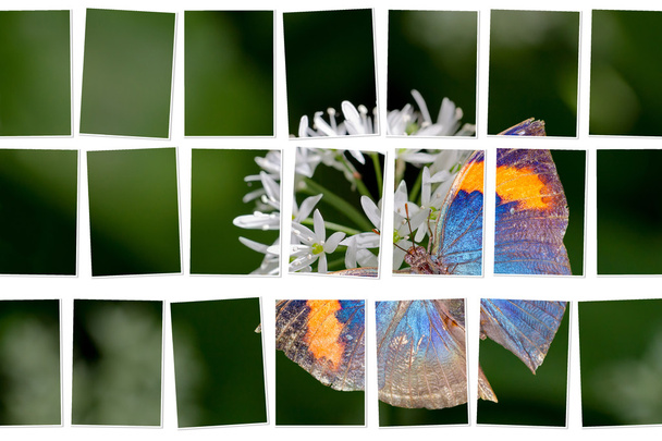 Abstracto de mariposa
 - Foto, Imagen