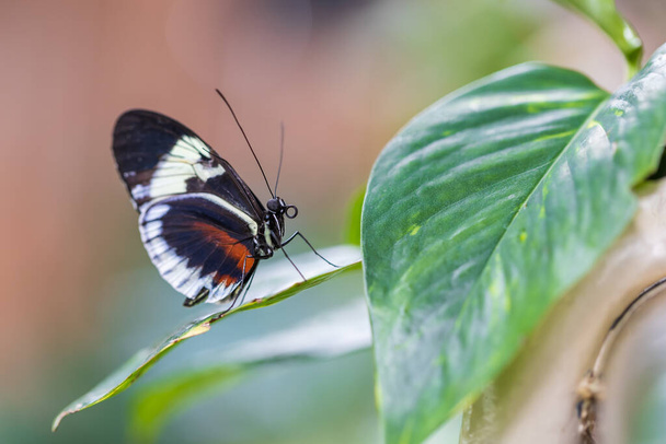 Гарний великий барвистий метелик у своєму природному середовищі проживання
. - Фото, зображення