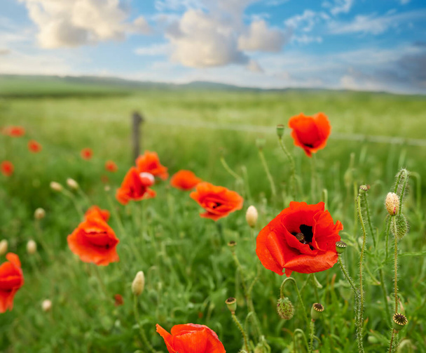 Poppies blooming in the countryside. Poppies blooming in the countryside - Denmark - Photo, Image