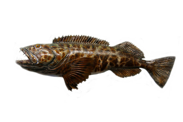 Peixe. Peixe taxidermia isolado em branco. Peixe exótico recheado e montado sobre um fundo branco. - Foto, Imagem