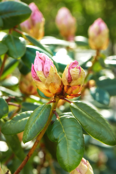 Rododendron - Mayıs 'ta bahçe çiçekleri. - Fotoğraf, Görsel