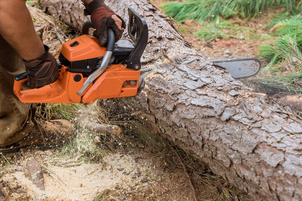 An employee of cuts tree with chainsaw during process to cut down trees, resulting in forest destruction - Photo, image
