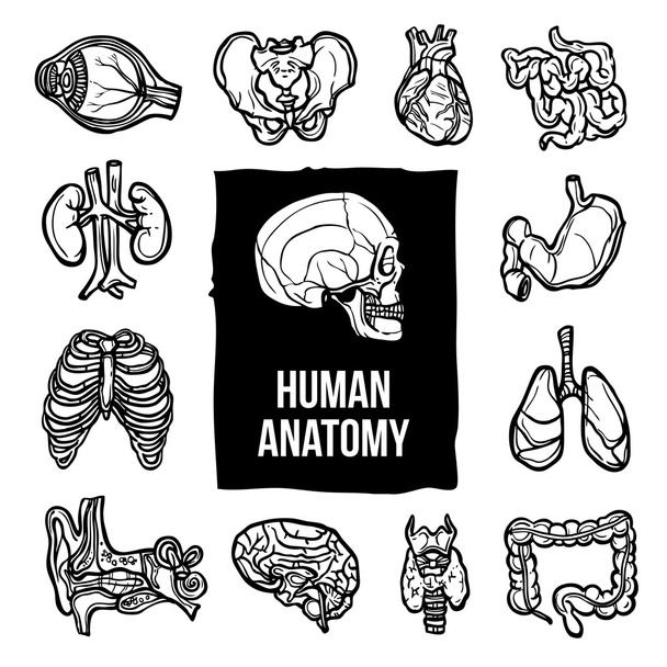 Anatomie-Symbole gesetzt - Vektor, Bild