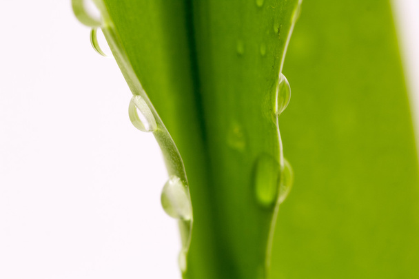 Composición con hojas y gotas de agua
 - Foto, imagen