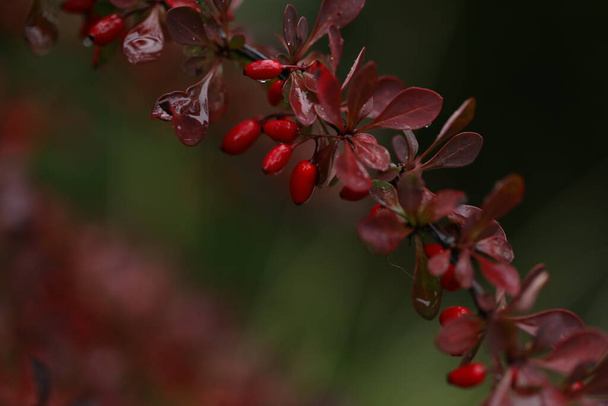 Berberis thunbergii. Berries on the branch  - Photo, Image