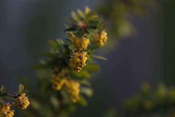 Spring berberis blossom. Yellow flowers - Photo, Image