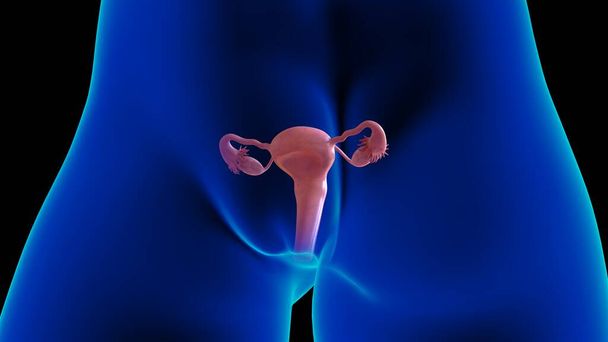 Female reproductive system anatomy uterus for medical concept 3D illustration - Zdjęcie, obraz