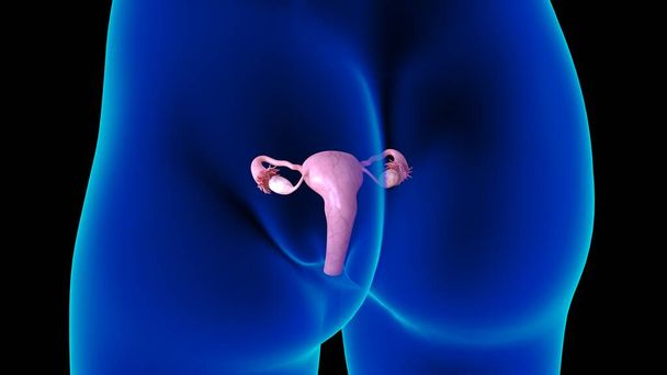医学的概念のための女性生殖器解剖子宮3Dイラスト - 写真・画像