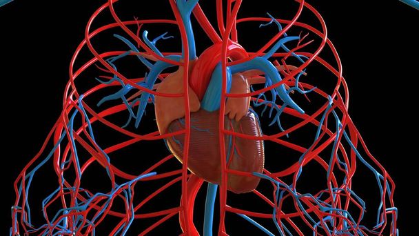 Female heart anatomy for medical concept 3D illustration - Фото, изображение