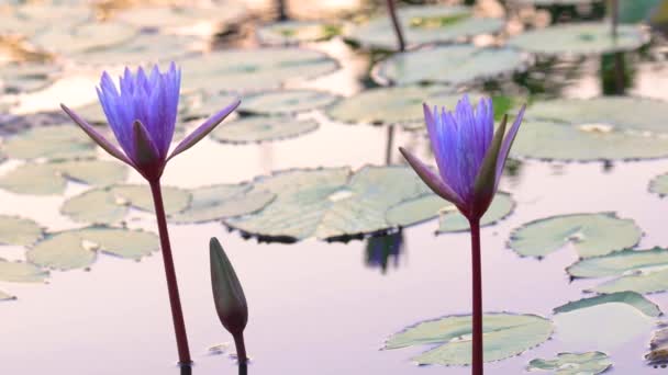 Violet lotus flowers in the pond - Materiał filmowy, wideo