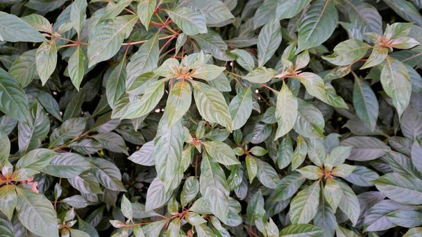 Closeup of fresh lush leaves of Hamelia patens also known as Fire bush, Redhead, Scarletbush, Scarlet Bush etc - Photo, Image