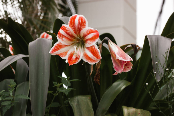 Amaryllis Clown also called Clown hippeastrum. The large white and red bud of an exotic tropical flower grows in bloom in a botanical garden, jungle, greenhouse. Bulb flowers bloom. Hippeastrum hybrid - Photo, Image