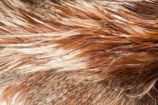 Piel de yak. textura. Fotografiado en el estudio
 - Foto, imagen