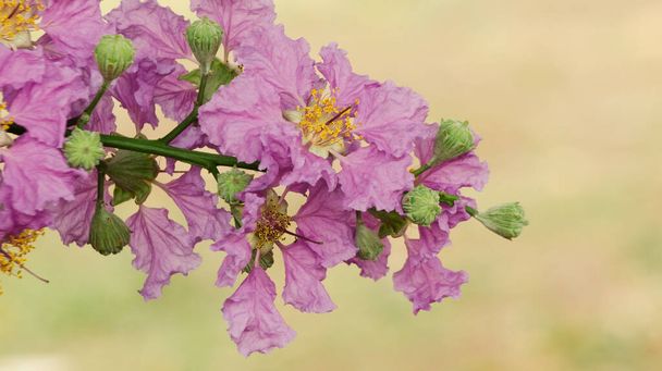 Cherry blossoms bloom with purple and pink petals. Looks pistil with a beautiful yellow color. The image is suitable for use as wallpaper, background, wedding invitation cards, greeting cards, and other graphic resources - Photo, Image
