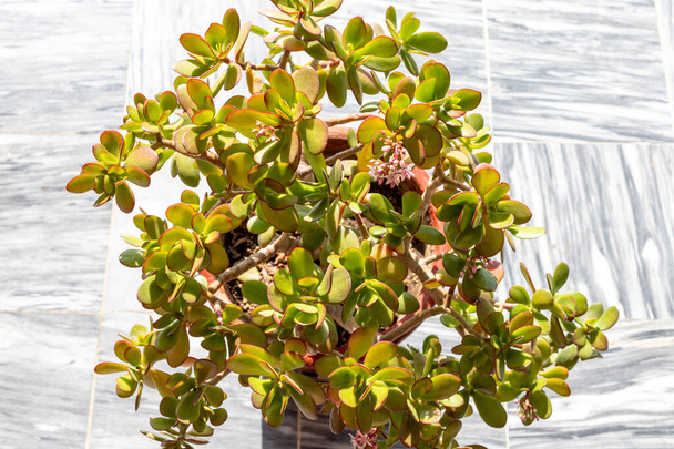 Crassula ovata lucky tree plant closeup - Foto, Imagem
