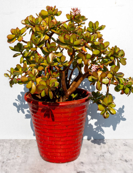 Crassula ovata jade plant money tree in red pot - Foto, Imagen