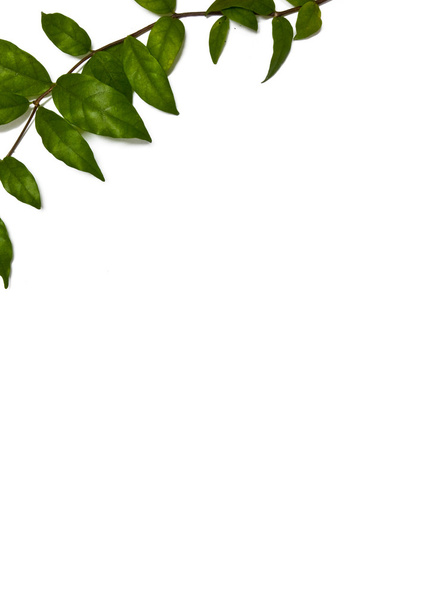 levý horní roh rámečku zelené listy - Fotografie, Obrázek