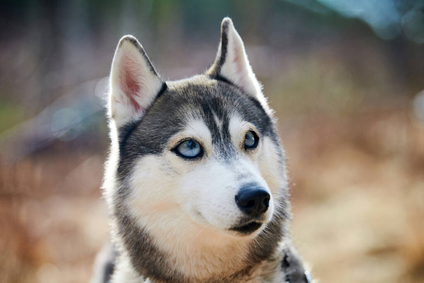 Siberian Husky dog with huge eyes, funny surprised Husky dog with confused big eyes, cute excited doggy emotions. Crazy shocked look of gray white siberian husky dog, thoughtful and pitiful - 写真・画像