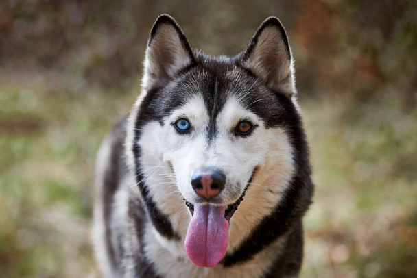 Siberian Husky dog portrait with blue brown eyes and black white coat color, cute sled dog breed. Friendly husky dog portrait outdoor forest background, walking with beautiful adult pet - Foto, Imagen