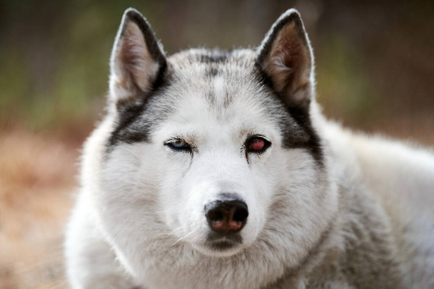 Siberian Husky dog with eye injury close up portrait, beautiful Husky dog with black white coat color and damaged red eye, cute sled dog breed. Friendly husky dog portrait outdoor forest background - Foto, imagen