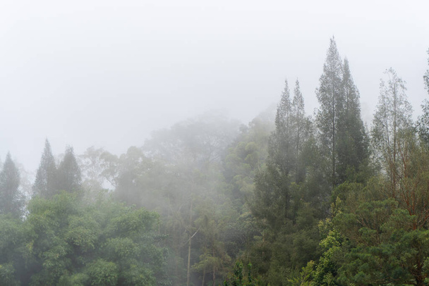 misty pine fir forest in the middle of green nature landscape - Fotografie, Obrázek