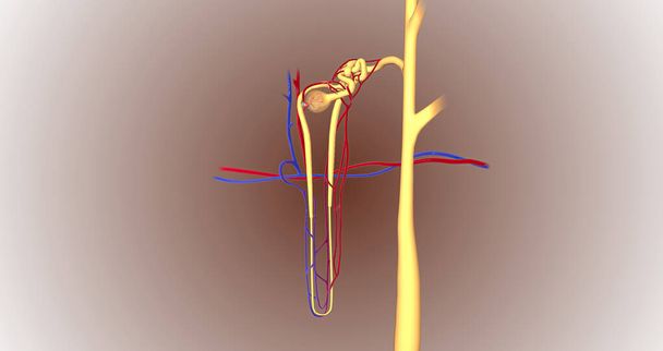 The function of the nephron is to convert blood to urine and consists of the tubular system and the renal corpuscle.3D rendering - Fotografie, Obrázek